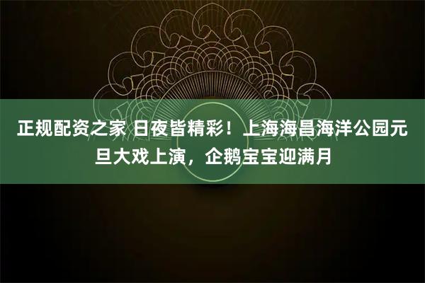 正规配资之家 日夜皆精彩！上海海昌海洋公园元旦大戏上演，企鹅宝宝迎满月